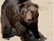 郑州市新密动物园一棕熊发狂将58岁饲养员拍倒拖进卧室咬死