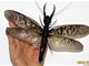 四川省村民发现翼展超20厘米的奇特昆虫