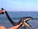 罕见的可怕深海帆蜥鱼