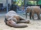 泰国一大象遭蜂群攻击致死 被蛰超过100次