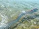 墨西哥海滩上发现4.57米长的罕见皇带鱼
