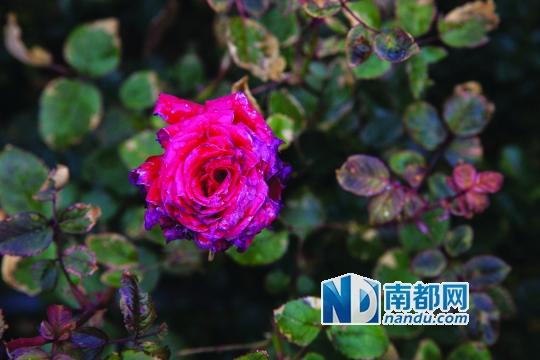 广州花农种植60万朵玫瑰一夜凋零 疑被投毒(图)