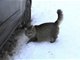流浪猫寒冬用身体温暖弃婴救其命 获赞英雄(图)