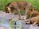 震惊!狮子被幼蛇吓退现场视频搞笑又紧张