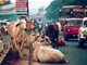 印度多名男子集体性侵母牛 母牛受伤严重流血