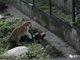 俄罗斯动物园老虎袭击撕咬女饲养员 游客扔桌椅震慑搭救