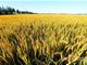 袁隆平:今年全国海水稻推广面积将扩大至10万亩