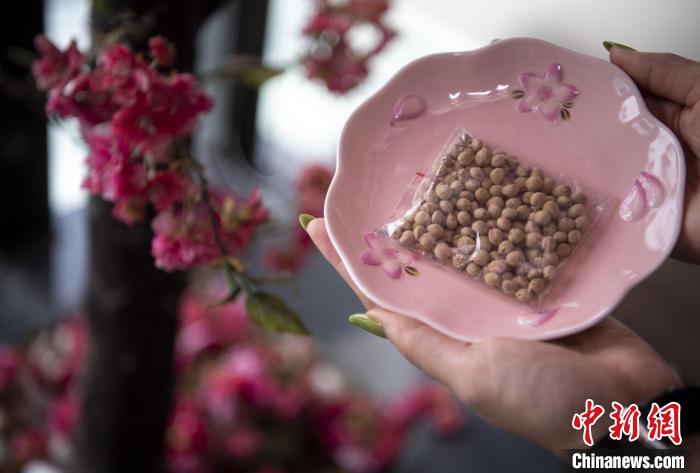 广州将种植一批太空育种樱花冀带动旅游业振兴乡村