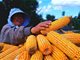 中国玉米亩产第七次刷新纪录 达1663.25公斤