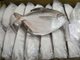 厄瓜多尔冷冻鲳鱼内包装检出新冠病毒阳性