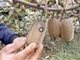 贵州种植户曝2万斤猕猴桃遭煤尘污染卖不出