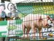 大陆严禁台湾生产或经台转运肉类产品输入