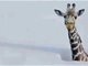 烟台连降暴雪动物园只剩长颈鹿露头 园方回应