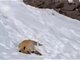 新疆喀纳斯网红小狐狸死在雪地里